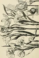 An illustration from A book of studies in plant form with some suggestions for their application to design (1896)
