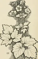 An illustration from A book of studies in plant form with some suggestions for their application to design (1896)