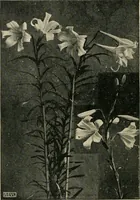 An illustration from A book of studies in plant form with some suggestions for their application to design (1896)