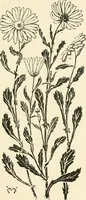 An illustration from A book of studies in plant form with some suggestions for their application to design (1896)