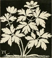 An illustration from A book of studies in plant form with some suggestions for their application to design (1896)