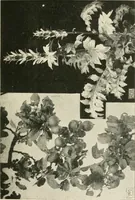 An illustration from A book of studies in plant form with some suggestions for their application to design (1896)