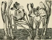 An illustration from A book of studies in plant form with some suggestions for their application to design (1896)