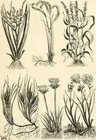 An illustration from A book of studies in plant form with some suggestions for their application to design (1896)