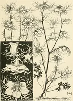 An illustration from A book of studies in plant form with some suggestions for their application to design (1896)