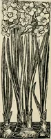 Picture 74 of 148 from A book of studies in plant form with some suggestions for their application to design (1896), leaf 77
