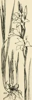 An illustration from A book of studies in plant form with some suggestions for their application to design (1896)