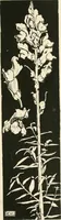 An illustration from A book of studies in plant form with some suggestions for their application to design (1896)