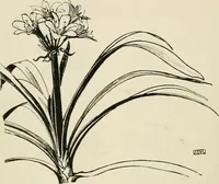 An illustration from A book of studies in plant form with some suggestions for their application to design (1896)
