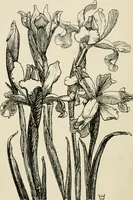 An illustration from A book of studies in plant form with some suggestions for their application to design (1896)