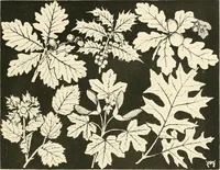An illustration from A book of studies in plant form with some suggestions for their application to design (1896)