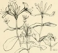 An illustration from A book of studies in plant form with some suggestions for their application to design (1896)