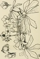 An illustration from A book of studies in plant form with some suggestions for their application to design (1896)
