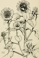 An illustration from A book of studies in plant form with some suggestions for their application to design (1896)