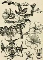 An illustration from A book of studies in plant form with some suggestions for their application to design (1896)