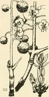 An illustration from A book of studies in plant form with some suggestions for their application to design (1896)