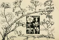 An illustration from A book of studies in plant form with some suggestions for their application to design (1896)