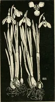 An illustration from A book of studies in plant form with some suggestions for their application to design (1896)