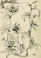 An illustration from A book of studies in plant form with some suggestions for their application to design (1896)