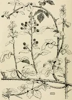 An illustration from A book of studies in plant form with some suggestions for their application to design (1896)