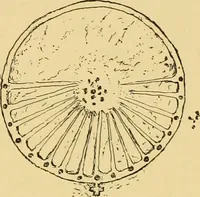 An illustration from The book of sun-dials; originally compiled by the late Mrs. Alfred Gatty; now enl. and re-edited by H. K. F. Eden and Eleanor Lloyd (1900)