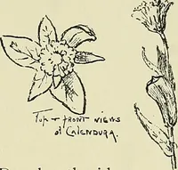 An illustration from Boston public schools : outline of lessons in drawing, 1898-99 (1898)