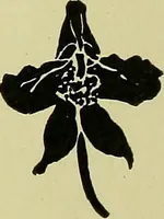 An illustration from Boston public schools : outline of lessons in drawing, 1898-99 (1898)