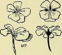 Picture 38 of 174 from Boston public schools : outline of lessons in drawing, 1898-99 (1898), leaf 111