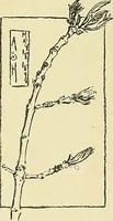 An illustration from Boston public schools : outline of lessons in drawing, 1898-99 (1898)