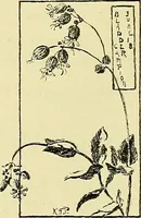 An illustration from Boston public schools : outline of lessons in drawing, 1898-99 (1898)