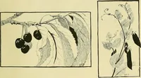 An illustration from Boston public schools : outline of lessons in drawing, 1898-99 (1898)