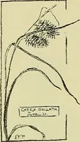 Picture 20 of 174 from Boston public schools : outline of lessons in drawing, 1898-99 (1898), leaf 81
