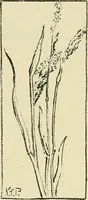 Picture 21 of 174 from Boston public schools : outline of lessons in drawing, 1898-99 (1898), leaf 82