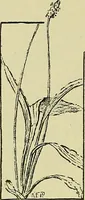 An illustration from Boston public schools : outline of lessons in drawing, 1898-99 (1898)