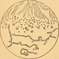 An illustration from The botanist's companion; or, Directions for the use of the microscope (1860)