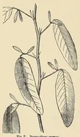 Picture 2 of 12 from Botany for young people. How plants behave: how they move, climb, employ insects to work for them, &c (1872), leaf 16