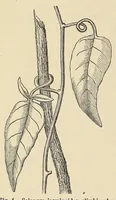 Picture 3 of 12 from Botany for young people. How plants behave: how they move, climb, employ insects to work for them, &c (1872), leaf 20