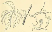 Picture 4 of 12 from Botany for young people. How plants behave: how they move, climb, employ insects to work for them, &c (1872), leaf 23