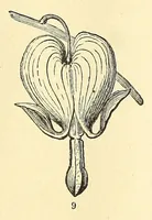 Picture 5 of 12 from Botany for young people. How plants behave: how they move, climb, employ insects to work for them, &c (1872), leaf 27