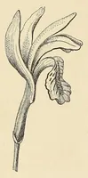 Picture 6 of 12 from Botany for young people. How plants behave: how they move, climb, employ insects to work for them, &c (1872), leaf 32