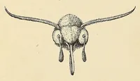 An illustration from Botany for young people. How plants behave: how they move, climb, employ insects to work for them, &c (1872)