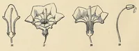 Picture 9 of 12 from Botany for young people. How plants behave: how they move, climb, employ insects to work for them, &c (1872), leaf 40
