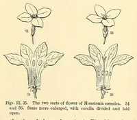 An illustration from Botany for young people. How plants behave: how they move, climb, employ insects to work for them, &c (1872)
