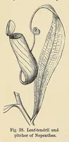 Picture 11 of 12 from Botany for young people. How plants behave: how they move, climb, employ insects to work for them, &c (1872), leaf 48