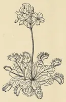 Picture 12 of 12 from Botany for young people. How plants behave: how they move, climb, employ insects to work for them, &c (1872), leaf 52