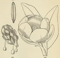 An illustration from Botany for young people and common schools. How plants grow, a simple introduction to structural botany (1858)