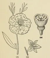 Picture 13 of 18 from Botany for young people and common schools. How plants grow, a simple introduction to structural botany (1858), leaf 139
