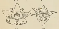 An illustration from Botany for young people and common schools. How plants grow, a simple introduction to structural botany (1858)