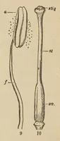 An illustration from Botany for young people and common schools. How plants grow, a simple introduction to structural botany (1858)