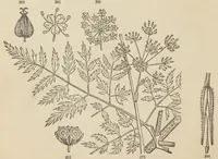 Picture 15 of 18 from Botany for young people and common schools. How plants grow, a simple introduction to structural botany (1858), leaf 170